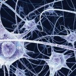 Ricercatori italiani individuano un meccanismo di protezione dei neuroni