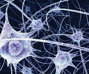 Ricercatori italiani individuano un meccanismo di protezione dei neuroni