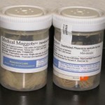 La terapia larvale nella rimozione del tessuto devitalizzato delle ferite