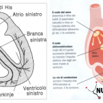 Cuore: sistema di propagazione dell'impulso elettrico [VIDEO] 1