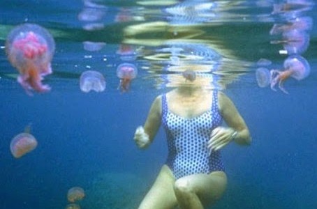 Il “morso” della medusa: trattamento e medicazione