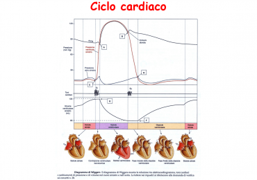 Il diagramma di Wiggers: semplice strumento di analisi fisiologia cardiaca 1