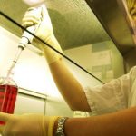 Realizzato il primo embrione ibrido pecora-uomo: nuova strada per trapianto di organi?