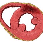 Un gel per rigenerale le cellule cardiache, dal Politecnico di Torino una ricerca rivoluzionaria