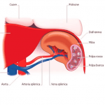 Asportazione della milza, funzione e cause in pills