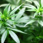 Cannabis light, il Css è contrario alla libera vendita