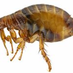 È tornata la peste bubbonica dopo 27 anni dall'ultimo caso