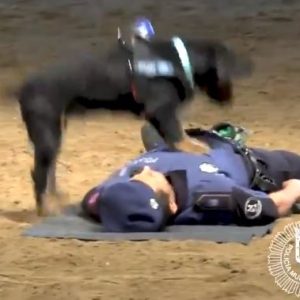 Madrid, cane poliziotto addestrato al massaggio cardiaco