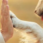 Pet therapy, la Regione Liguria detta le linee guida per l’accesso degli animali nelle strutture sanitarie