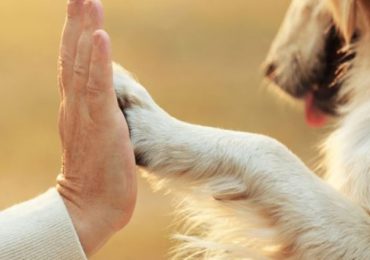 Pet therapy, la Regione Liguria detta le linee guida per l’accesso degli animali nelle strutture sanitarie