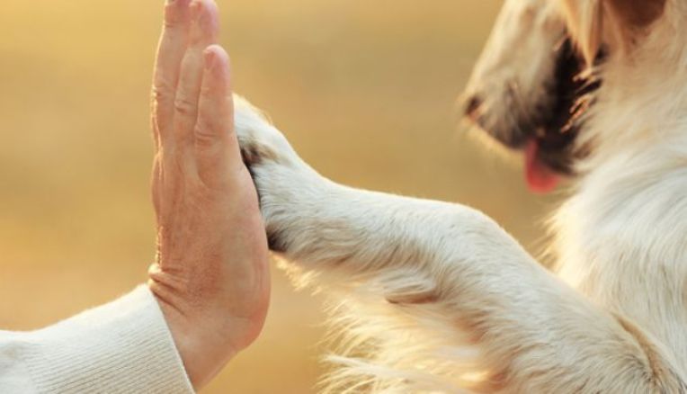 Pet therapy, la Regione Liguria detta le linee guida per l’accesso degli animali nelle strutture sanitarie