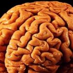 Riprodotto il primo cervello umano