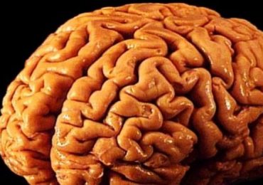 Riprodotto il primo cervello umano