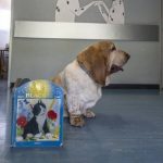 Il cane Serena accompagne