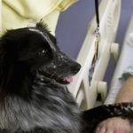 Da mesi in stato minima coscienza, reagisce grazie alla pet therapy