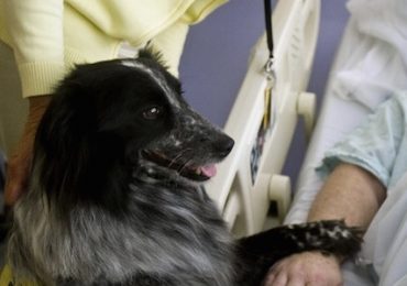 Da mesi in stato minima coscienza, reagisce grazie alla pet therapy