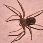 È tornato il ragno violino: ecco cosa fare in caso di morso