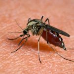 Nuova epidemia da zanzara killer