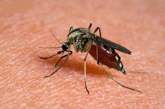 Nuova epidemia da zanzara killer