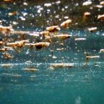 Puglia, scatta l’allarme alga tossica