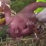 Terribile incidente al nono mese di gravidanza: la pancia si apre e la bimba viene al mondo illesa