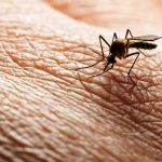 Veneto, primo caso di positività al virus West Nile: attivo il sistema di sorveglianza