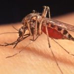 Virus West Nile, torna l’allarme nel Veneziano