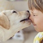 Cani sentinella per riconoscere iperglicemia nei bambini