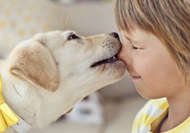 Cani sentinella per riconoscere iperglicemia nei bambini