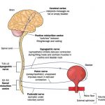 Infermiere specialista. Vescica neurologica: cause, diagnosi e sintomatologia