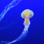 Meduse, ecco cosa fare e non in caso di contatto