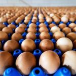 Salmonella nelle uova: il ministero della Salute richiama tre lotti prodotti a Raiano (L’Aquila)