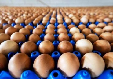 Salmonella nelle uova: il ministero della Salute richiama tre lotti prodotti a Raiano (L’Aquila)