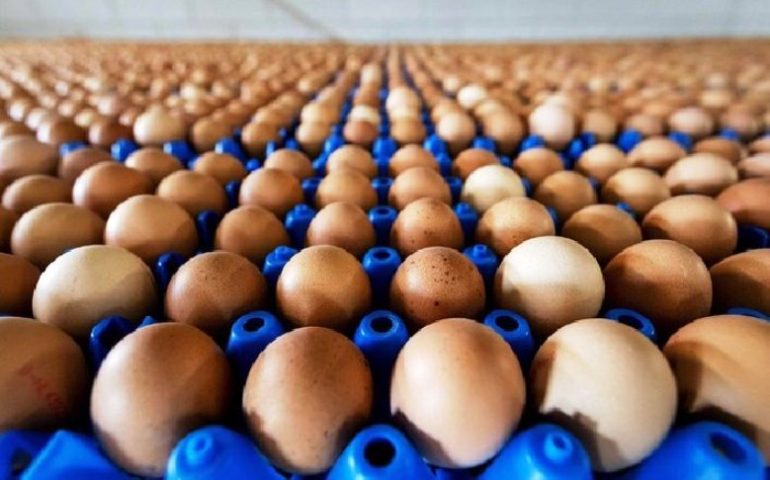 Salmonella nelle uova: il ministero della Salute richiama tre lotti prodotti a Raiano (L’Aquila)