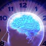 Cervello, scoperto l’orologio biologico che mette in ordine le esperienze