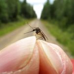 Zanzare, arriva il detector per capire se trasportano virus