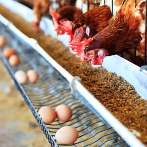 Richiamo di uova “sospette”, l’Avicola Sagittario smentisce la presenza di salmonella