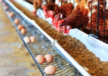 Richiamo di uova “sospette”, l’Avicola Sagittario smentisce la presenza di salmonella