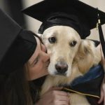 Aiuta la padrona disabile a conseguire un master: laurea ad honorem per un Golden Retriever