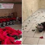 Associazione Nazionale Tumori: rubate centinaia di stelle di Natale destinate alla raccolta fondi