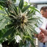 Cannabis terapeutica, M5S: “Con l’aumento delle scorte, lo Stato è più vicino ai pazienti”