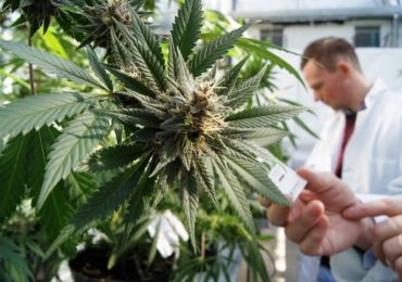 Cannabis terapeutica, M5S: “Con l’aumento delle scorte, lo Stato è più vicino ai pazienti”