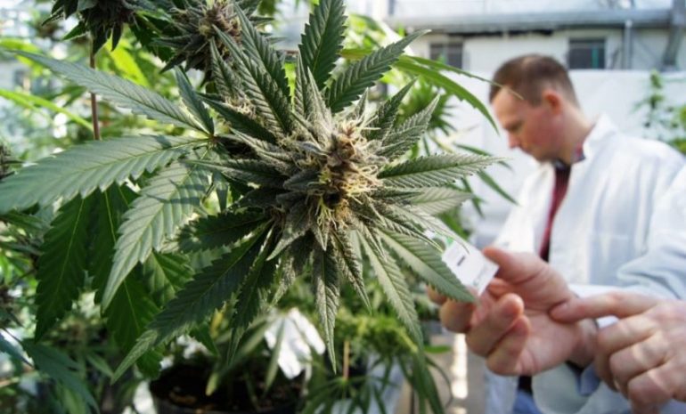 Cannabis terapeutica, M5S: “Con l’aumento delle scorte, lo Stato è più vicino ai pazienti”