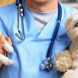 Ricette veterinarie elettroniche, attivate nuove procedure di consultazione