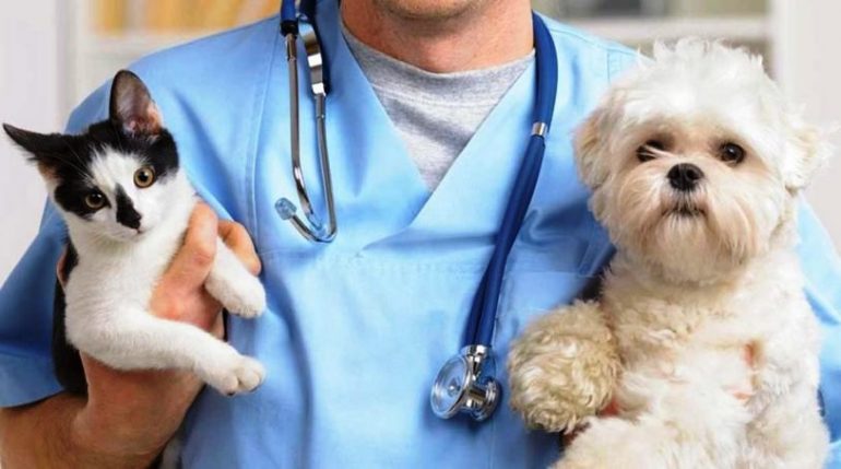 Ricette veterinarie elettroniche, attivate nuove procedure di consultazione