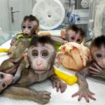 Cina: clonate cinque scimmie affette da insonnia e patologie neurodegenerative