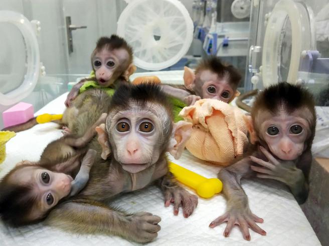 Cina: clonate cinque scimmie affette da insonnia e patologie neurodegenerative