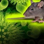 Panama, Giornata mondiale della gioventù: occhio all’hantavirus