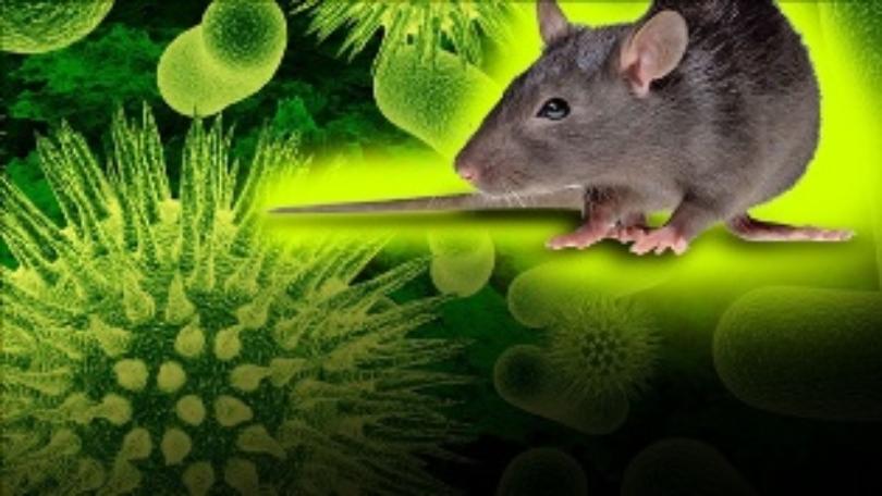 Panama, Giornata mondiale della gioventù: occhio all’hantavirus