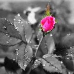 Siria e la sua rosa malata: prove tecniche di nursing moderno